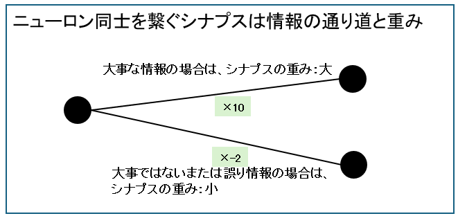 ニューロン同士を繋ぐシナプスは情報の通り道と重み